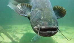 北极鲶鱼最新爆料视频,揭秘事件背后惊人内幕